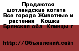 Продаются шотландские котята - Все города Животные и растения » Кошки   . Брянская обл.,Клинцы г.